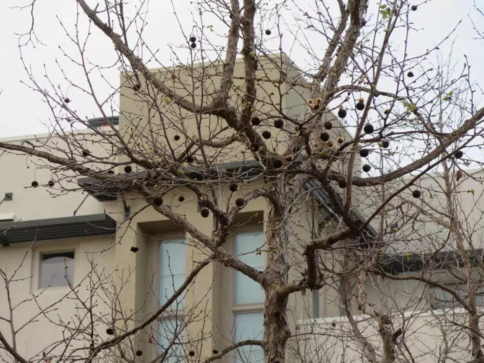Wintry tree. 