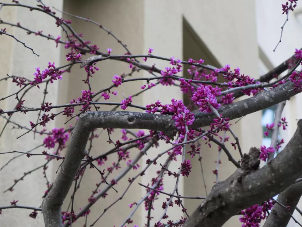 Redbud branches. 