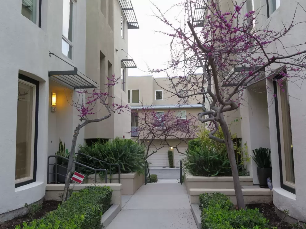 Alley between townhomes, with redbud trees. 
