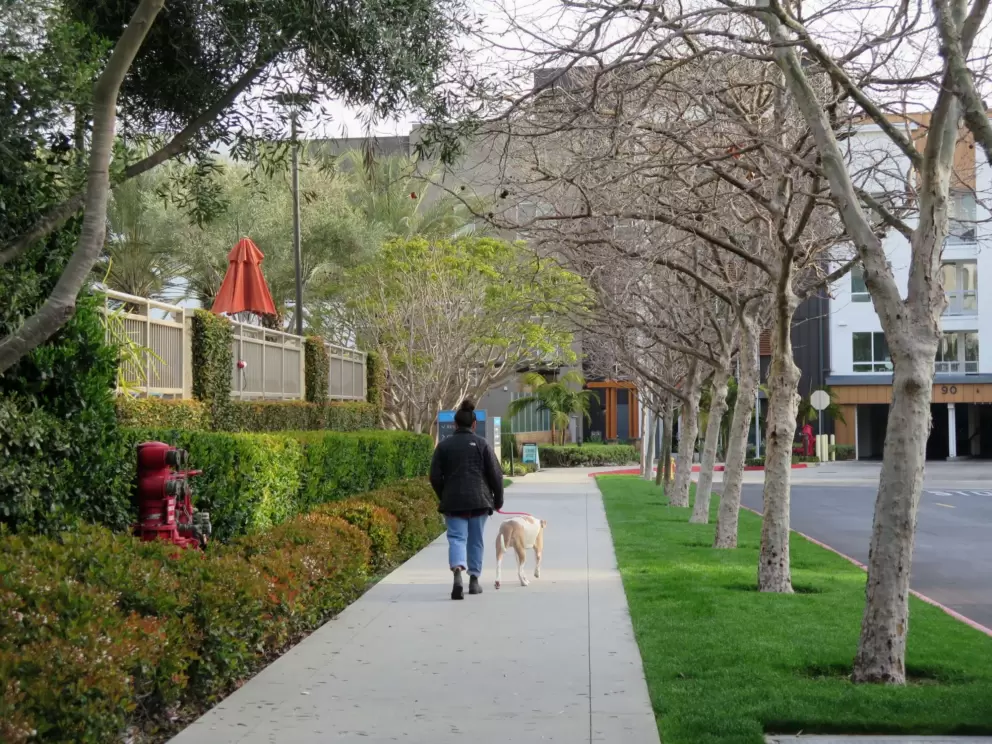 Walking a dog by Vantis Apartments. 