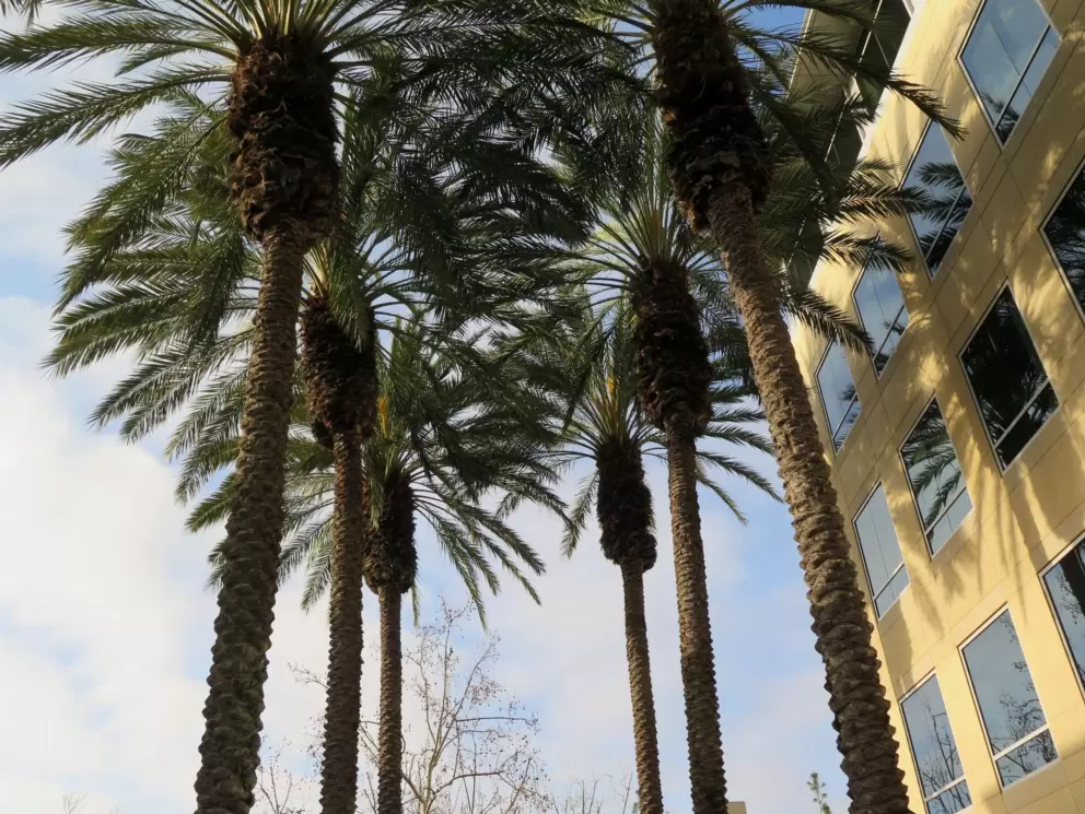I like these desert palms. 