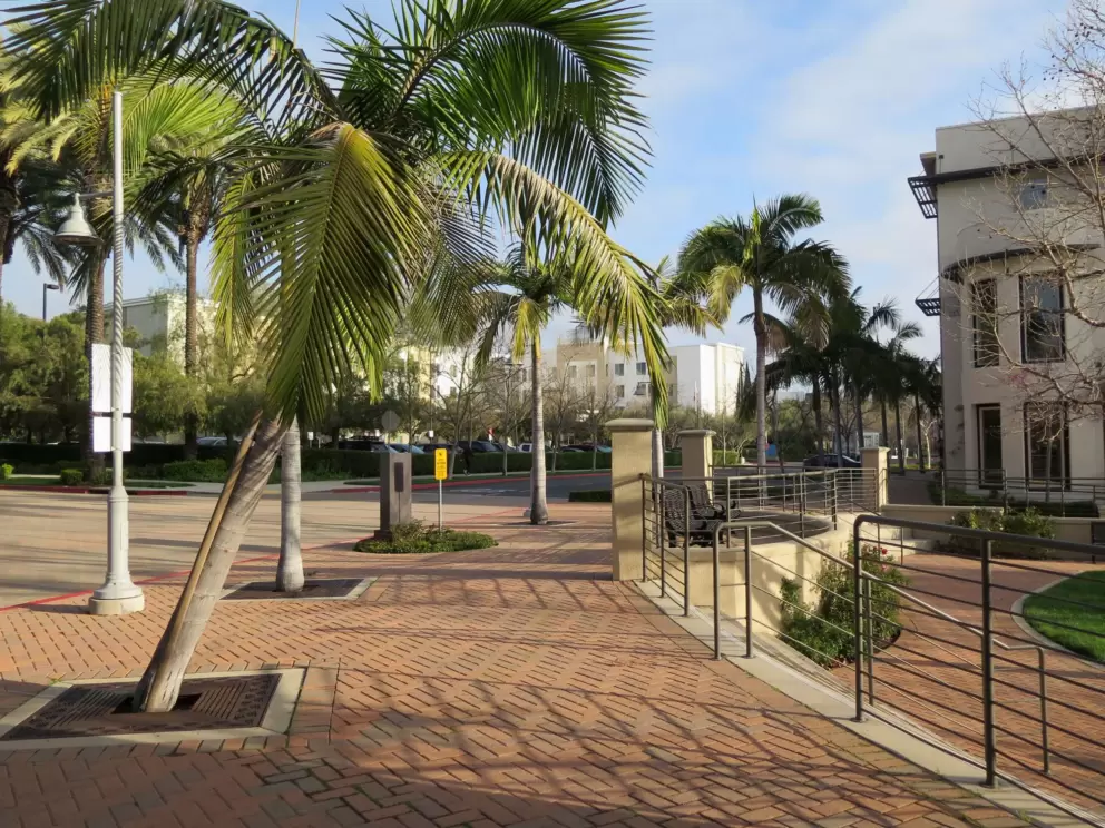 Sunshine and tropical palm. 