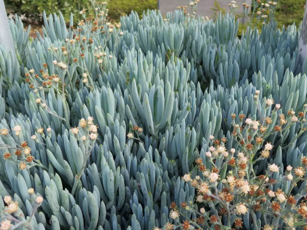 Succulent plant with flowers. 