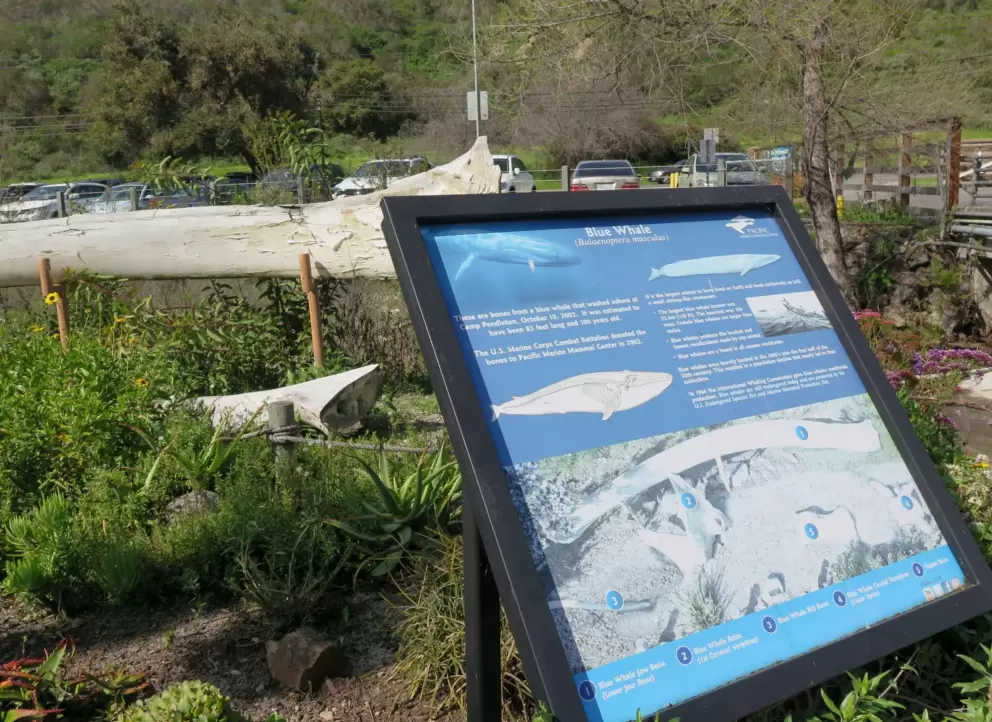 Whale bone and plaque about blue whales. 
