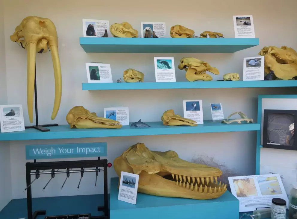 Skulls of orca, manatee, porpoise, walrus, and seals. 