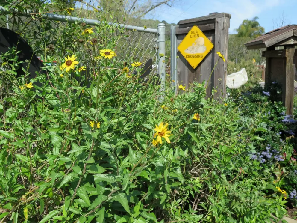 Yellow flowers. 