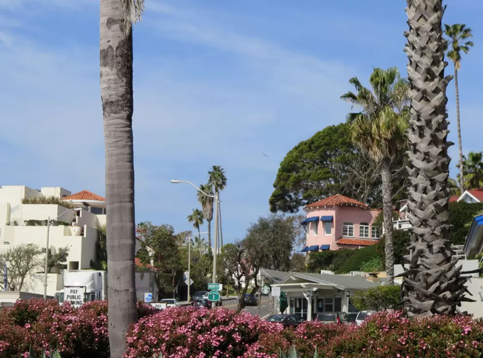 California! Flowers and palms. 