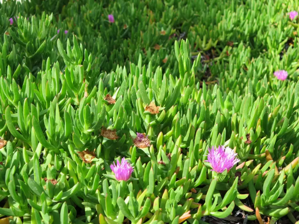 Ice plant!