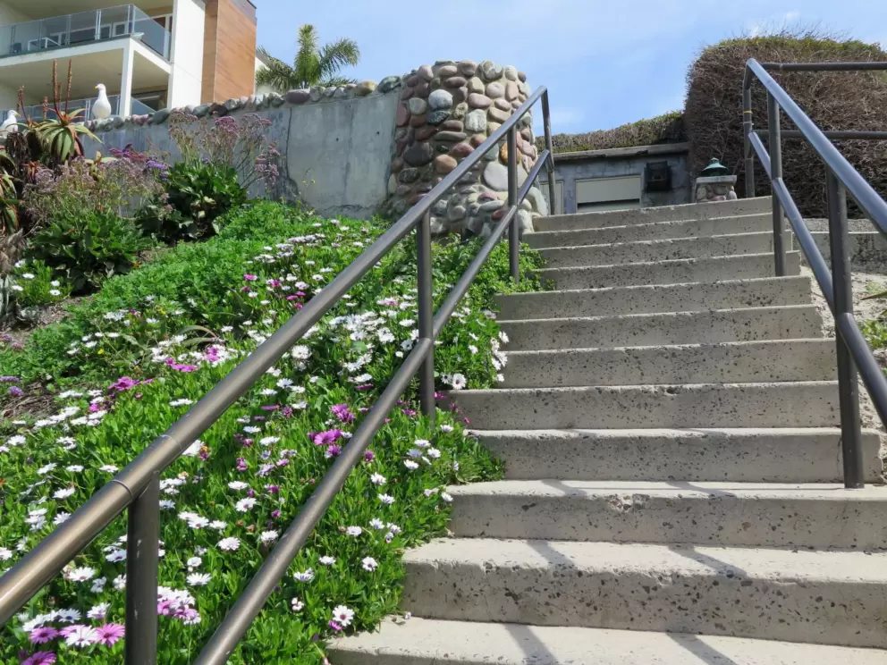 Daisies beside the stairs. 