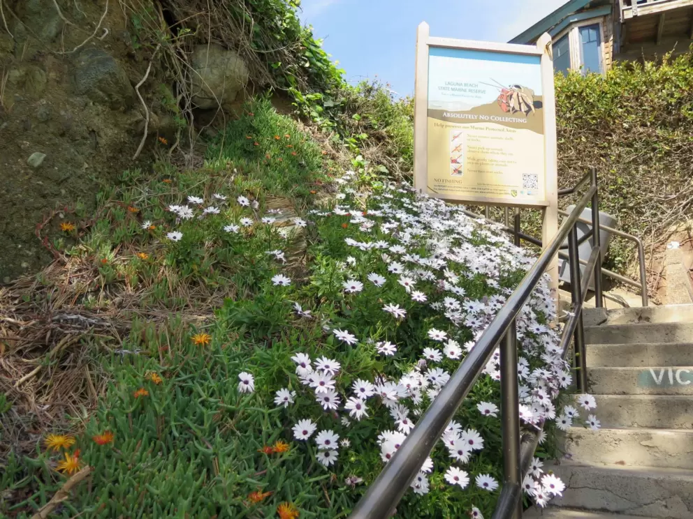 Daisies beside the stairs. 