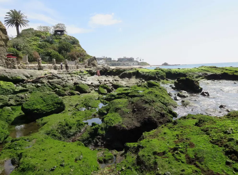 Mossy rocks and tide pools. 