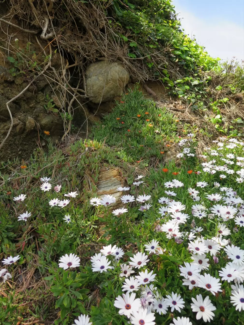 Daisies, vines, and blue sky. 
