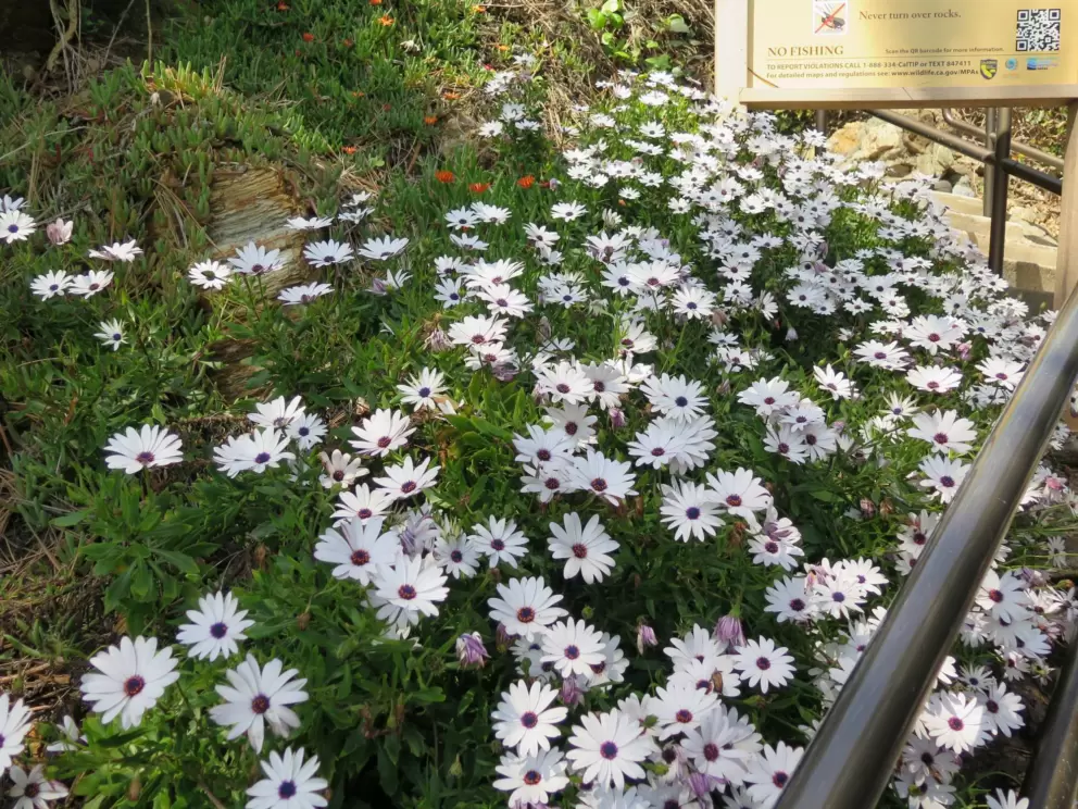 Daisies galore!