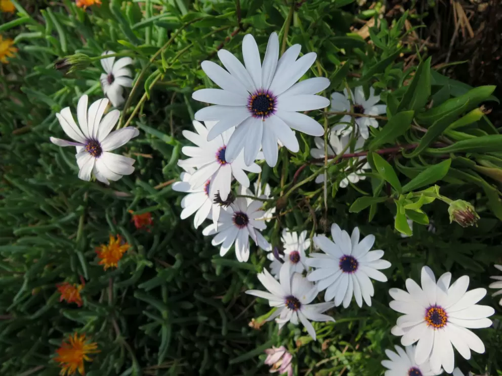 I love daisies. 