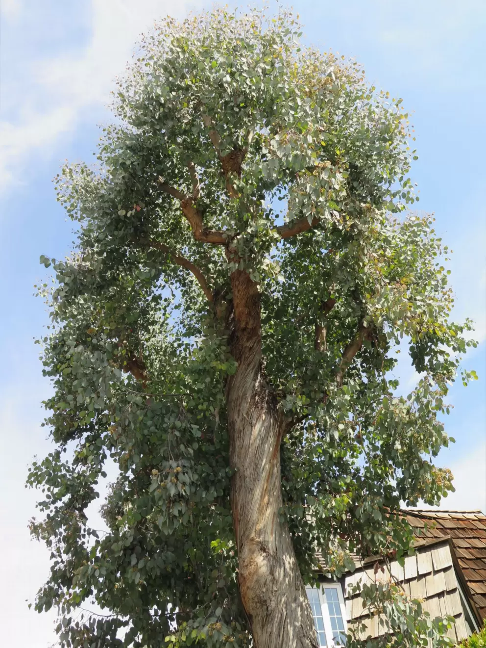 Beautiful silvery tree. 