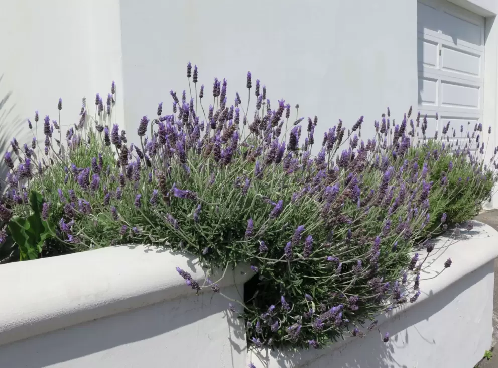 Lavender spilling over a white wall. 