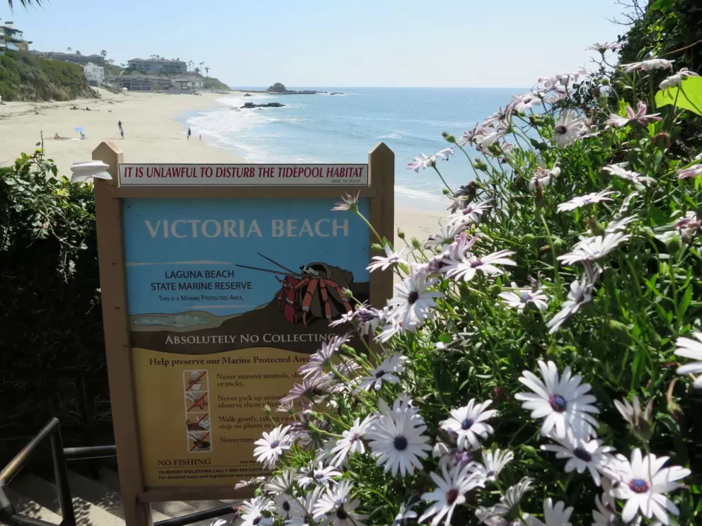 Daisies and sign for the beach. 