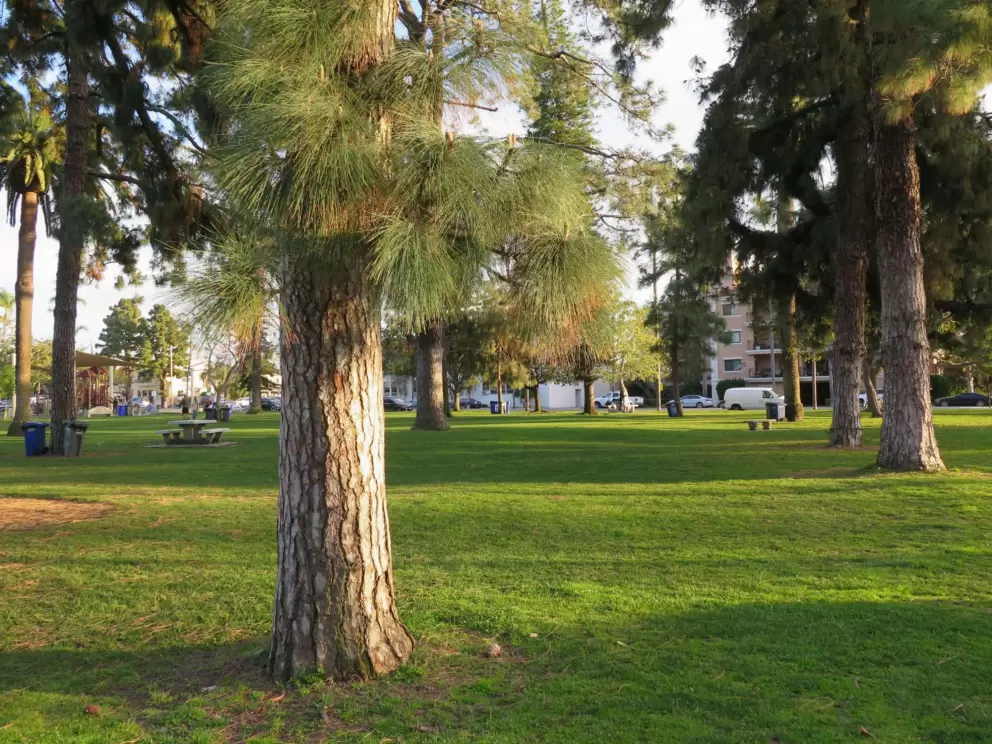 The lawn in golden light.