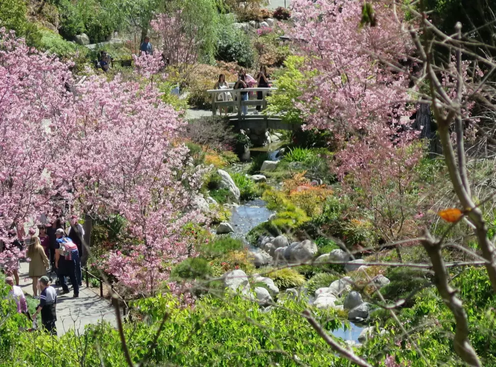 Visitors standing on a bridge, among the cherry blossom trees in March. 