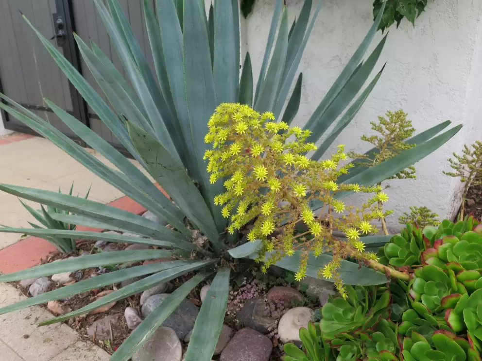 Yellow flowering 
Yellow flowering desert plant. 