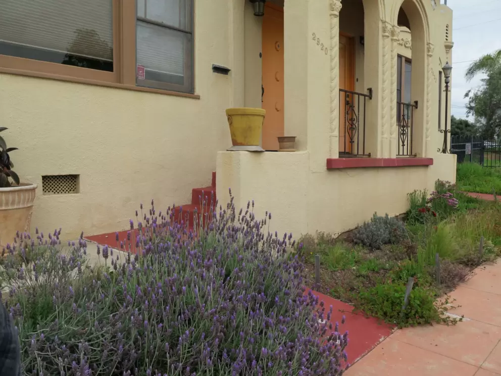 Lavender!