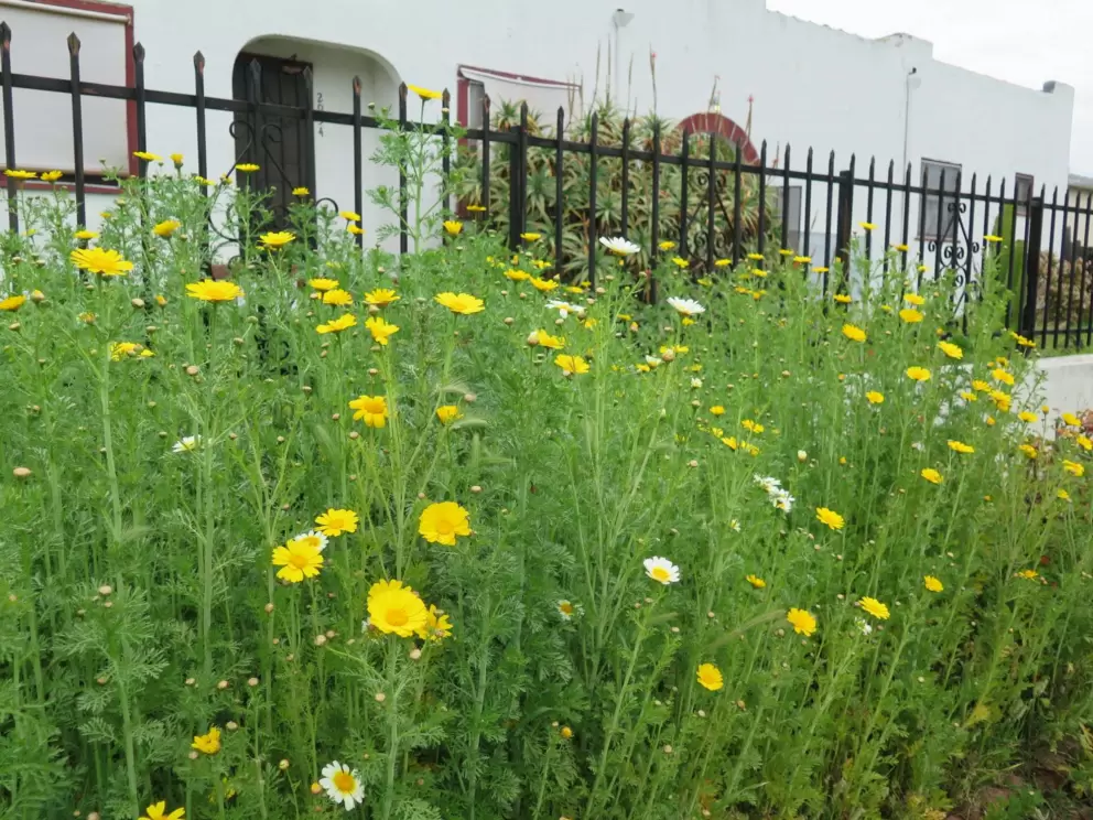 Daisies along the sidewalk. 