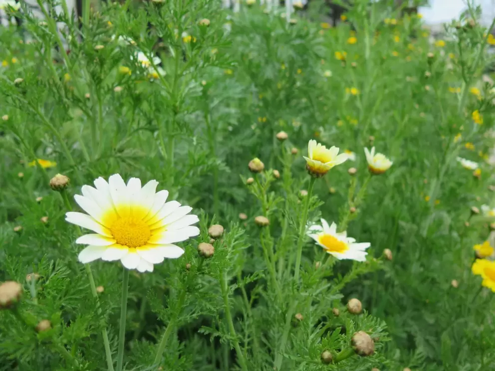 Beautiful crown daisies. 