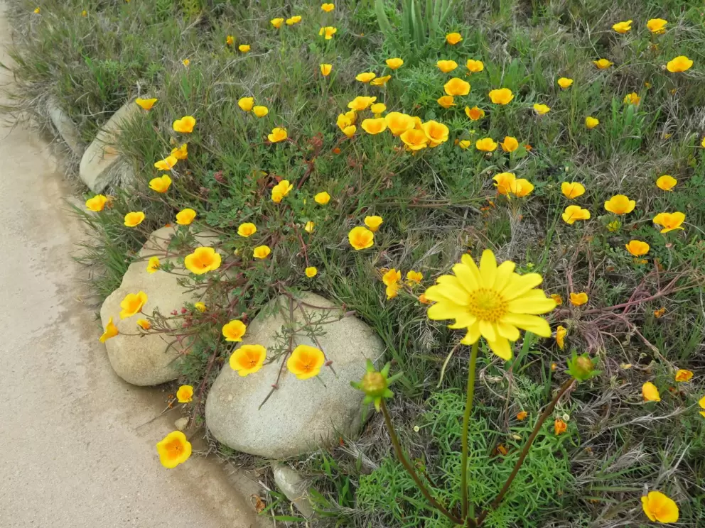 Daisy and poppies!