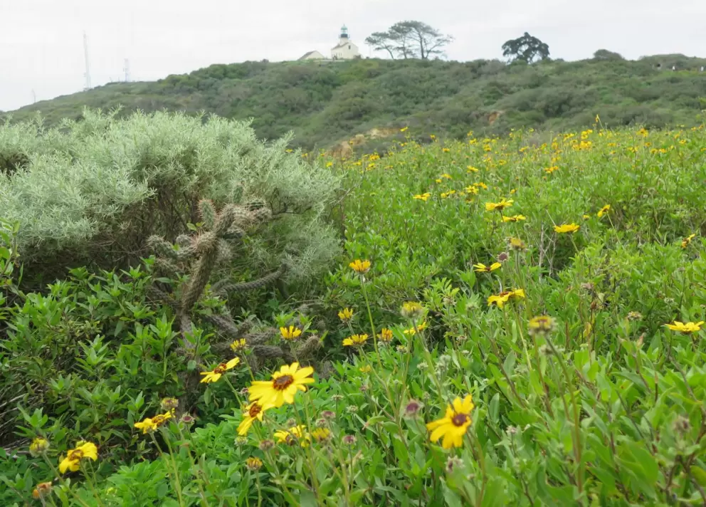 Teddy bear cholla, daisies, and sage, with the lighthouse in the distance. 