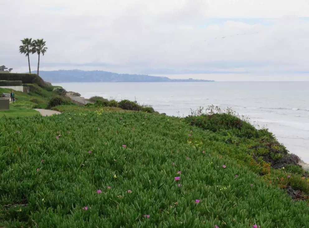 Ice plant on the cliffs. 