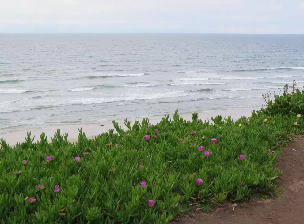 I love ice plant!