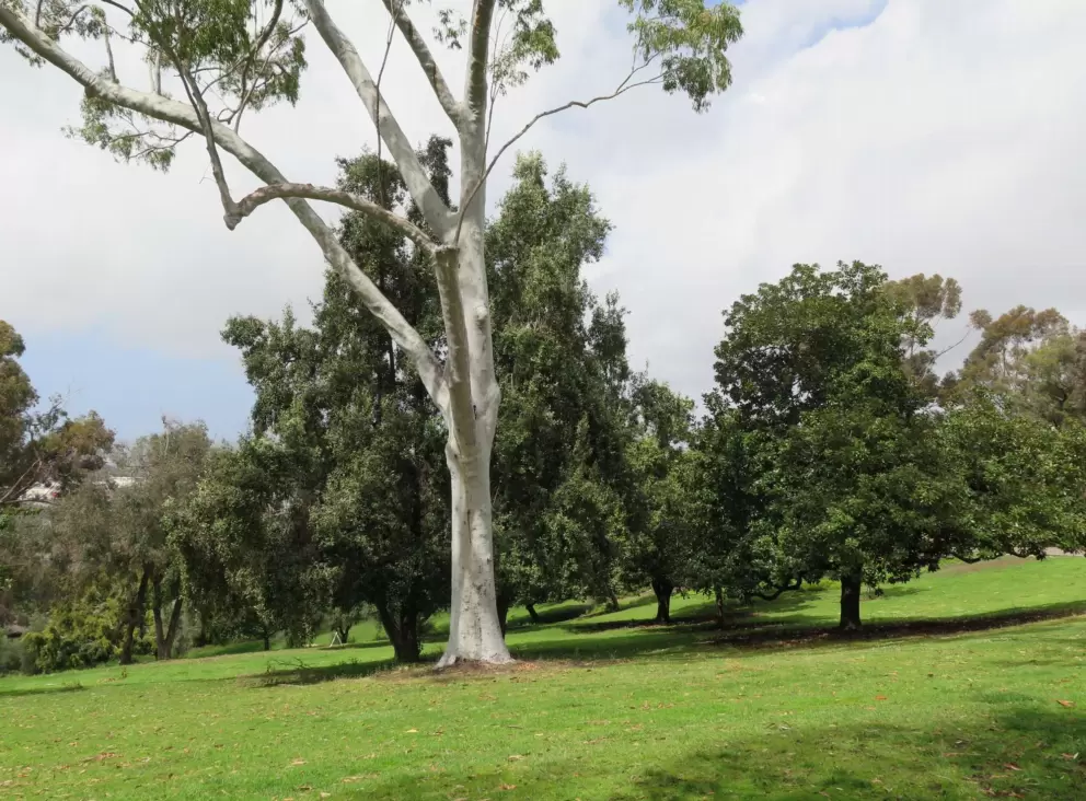 Eucalyptus tree and long sloping lawn.