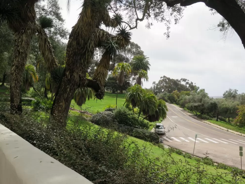 View of the road and green grass and palms, from the Presidio.