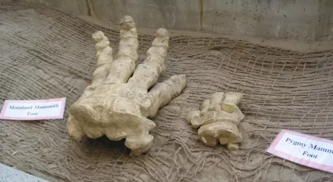 Exhibit comparing the size of a mainland mammoth foot with a pygmy mammoth foot.
