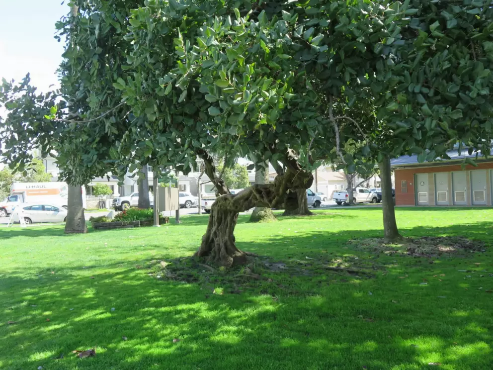 Twisty tree. 
