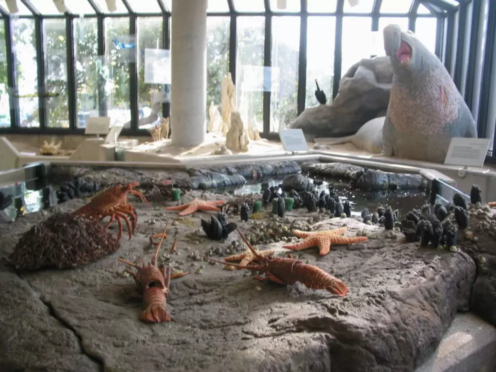 Sea creature exhibit, with elephant seal sculptures behind.