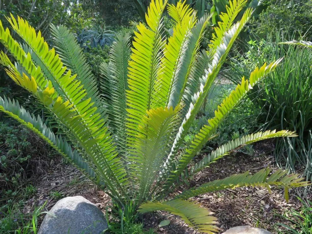 Cycad catching the light. 
