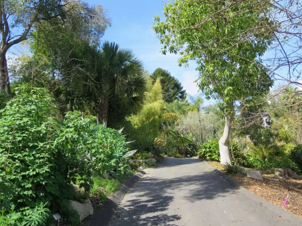 Path past Australian plants. 