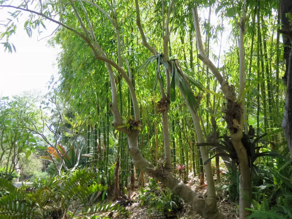 Bamboo grove and pretty light. 