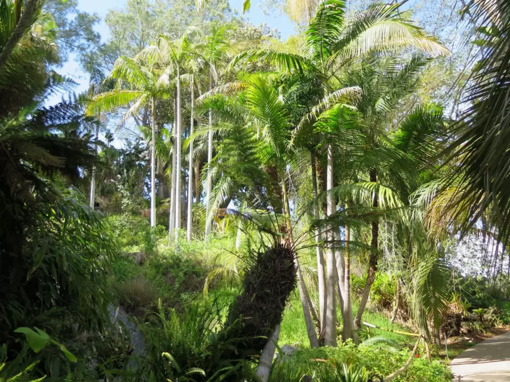 Skinny palms and date palm. 