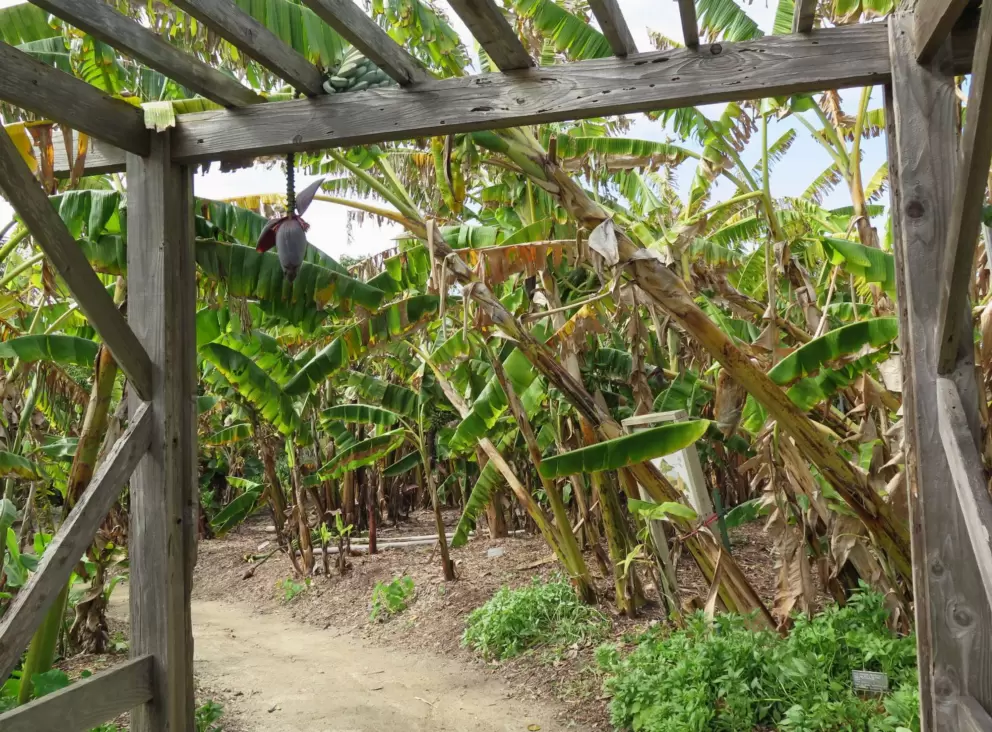 Wooden entrance to banana grove. 