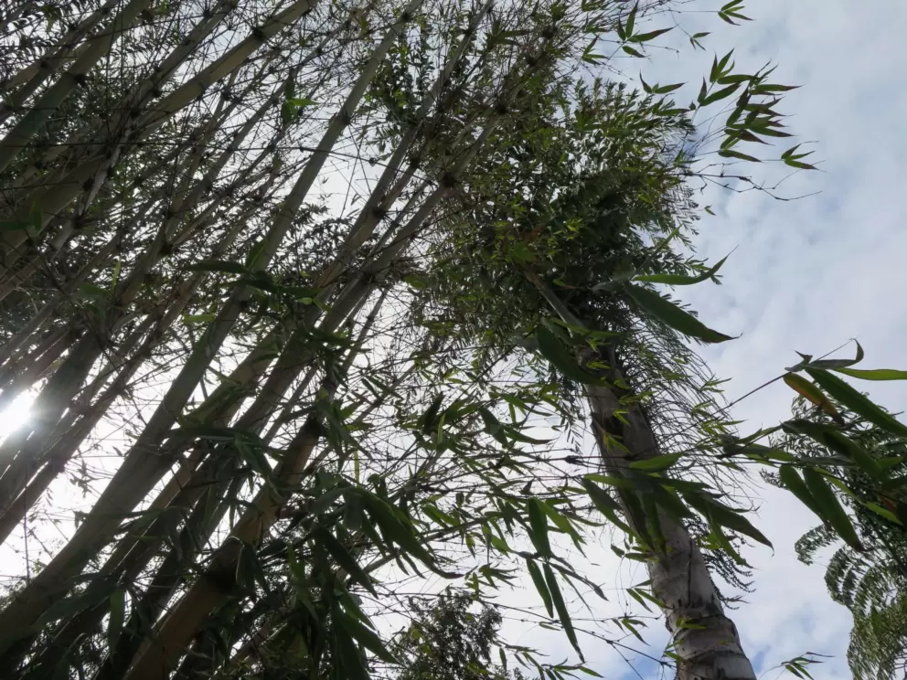 Looking up at bamboo sihouetted against the sky. 
