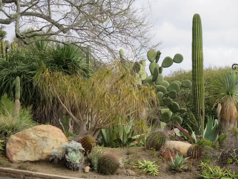 Cactus garden. 
