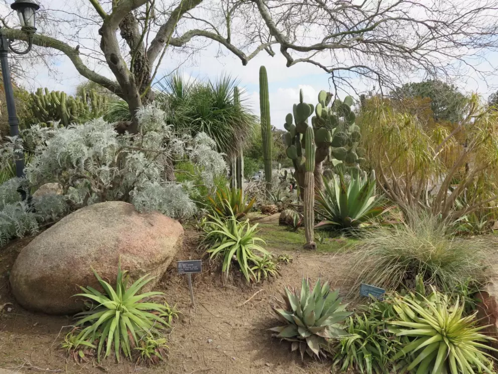 The interesting shapes of the cactus garden. 