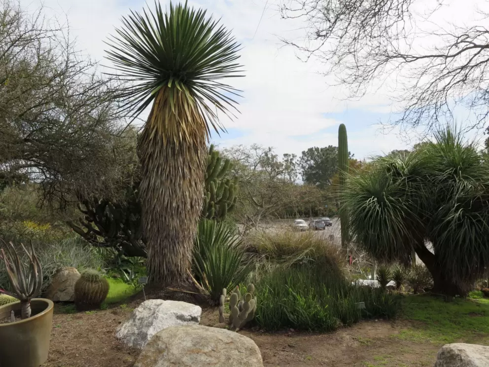 Yucca. 