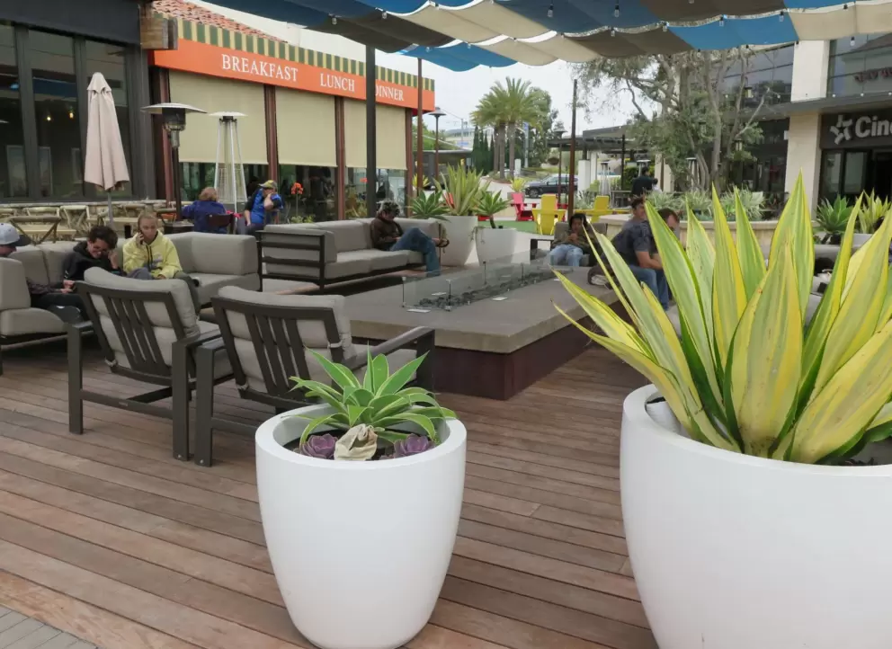 Potted plants and couches. 