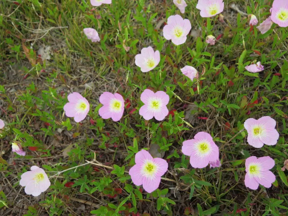 Poppies!