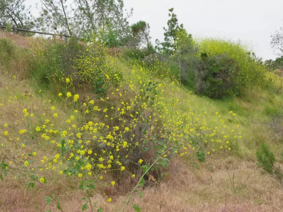 Yellow flowers on the hillside. 