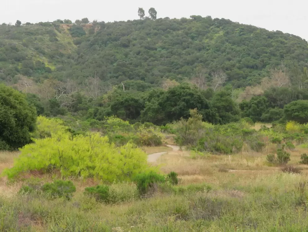 A mountain in the distance. 