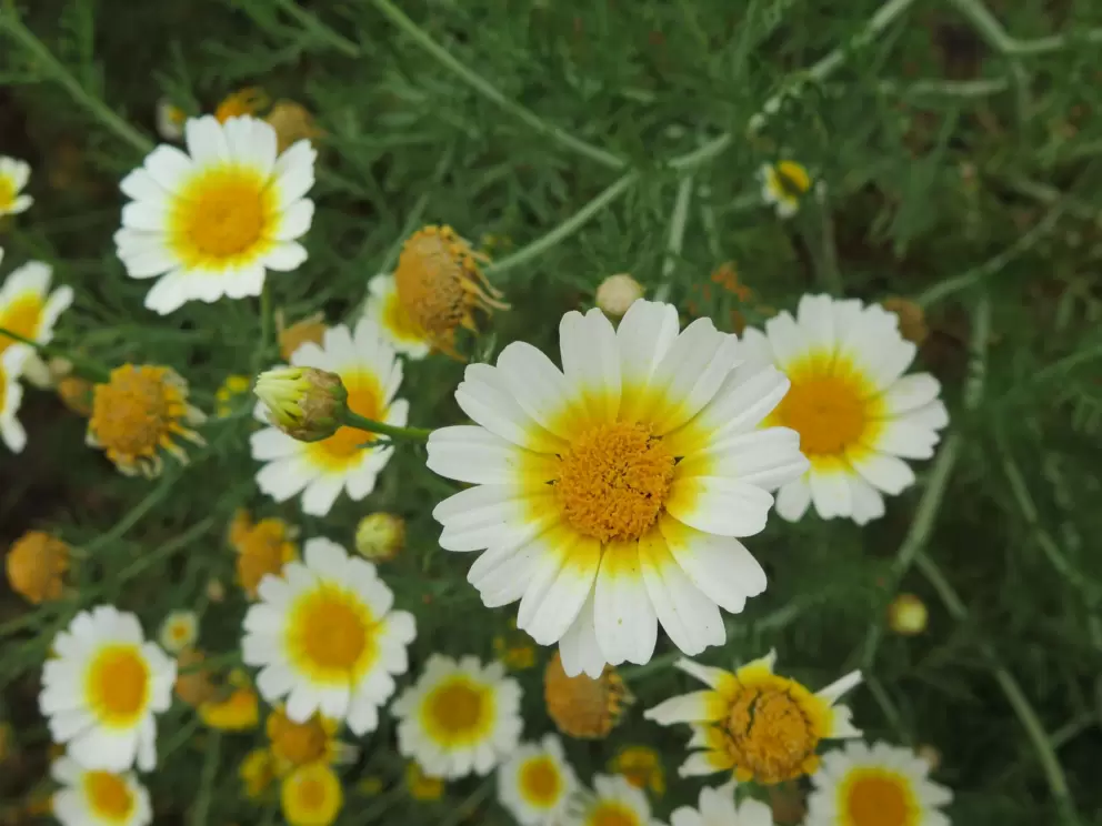 Crown daisy. 
